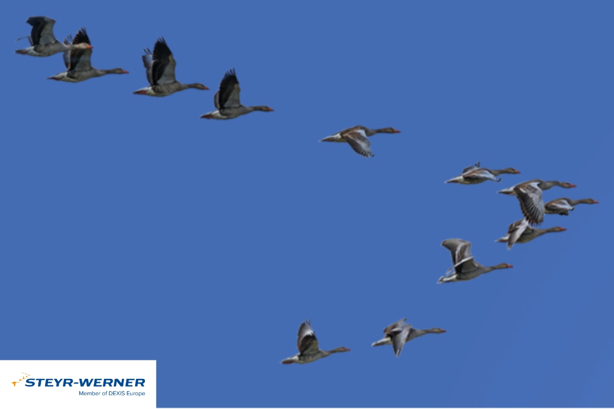 Ein Vogelschwarm fliegt in V-Formation über einen klaren, blauen Himmel und symbolisiert Synergie und Präzision. Ein Steyr-Werner Logo befindet sich in der unteren linken Ecke.