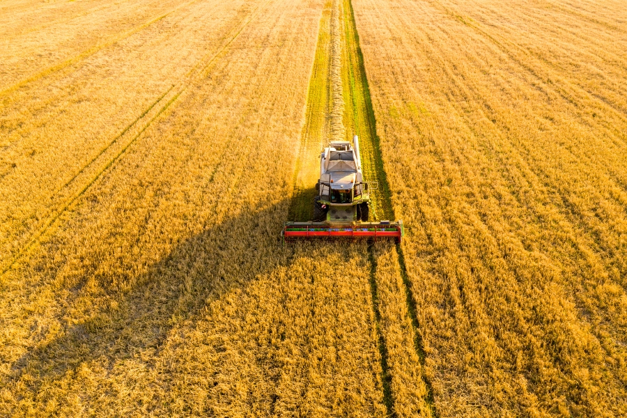 Luftaufnahme eines Mähdreschers, der ein großes Getreidefeld aberntet. Der Mähdrescher fährt in der Mitte des Bildes und hinterlässt eine Spur geschnittenen Getreides. Das goldene Feld erstreckt sich bis zum Horizont. 